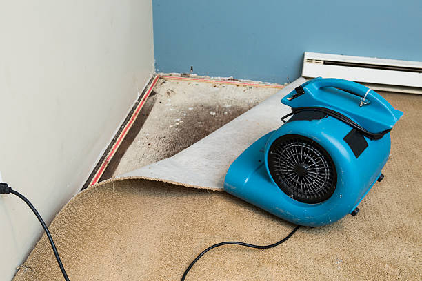 Best Mold removal after water damage  in Sikeston, MO